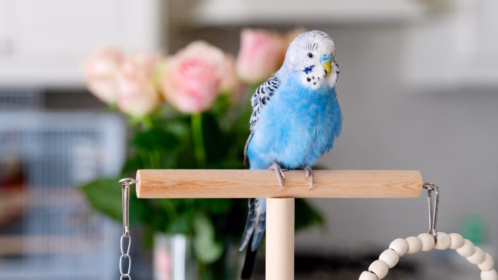 A Bird standing on a wood stand.